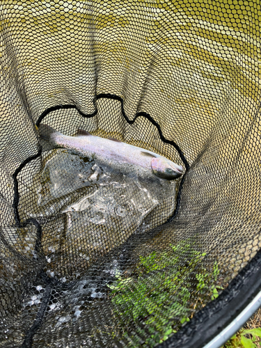 ニジマスの釣果