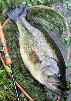 ラージマウスバスの釣果