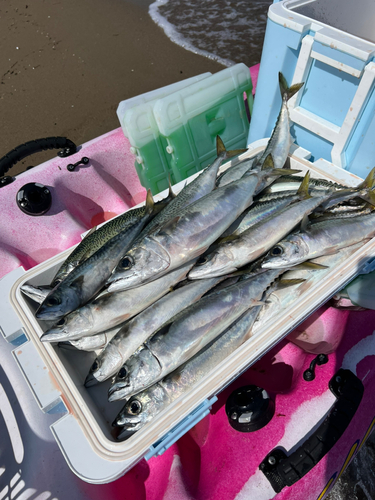 サバの釣果