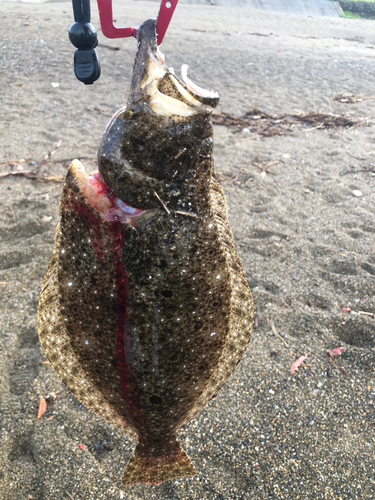 ヒラメの釣果