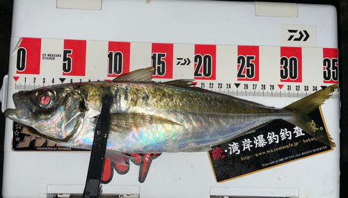 アジの釣果