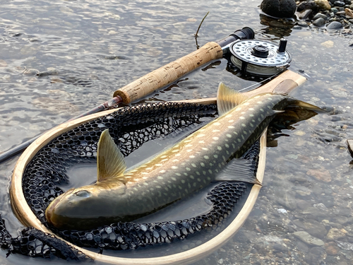 アメマスの釣果