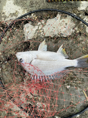 キビレの釣果