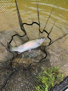 ニジマスの釣果