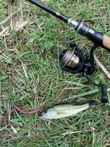 ラージマウスバスの釣果