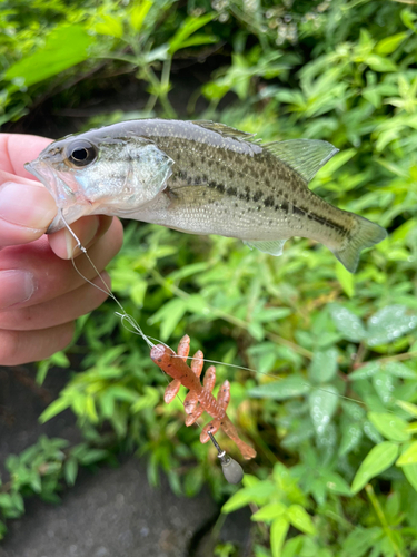 ラージマウスバスの釣果