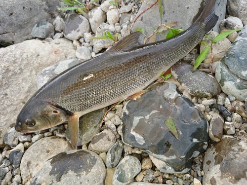 ウグイの釣果