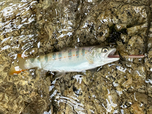 アマゴの釣果