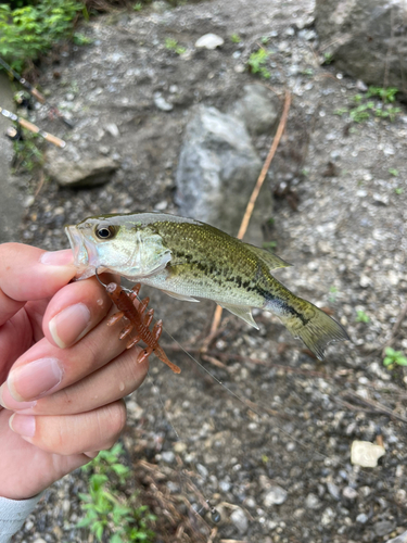 ラージマウスバスの釣果