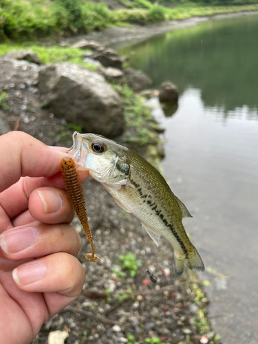 ラージマウスバスの釣果