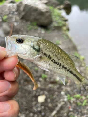 ラージマウスバスの釣果