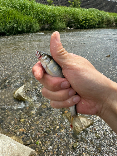 コアユの釣果