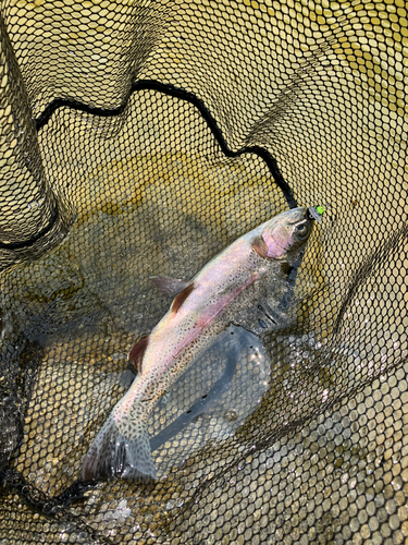 ニジマスの釣果