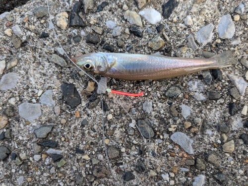 キスの釣果