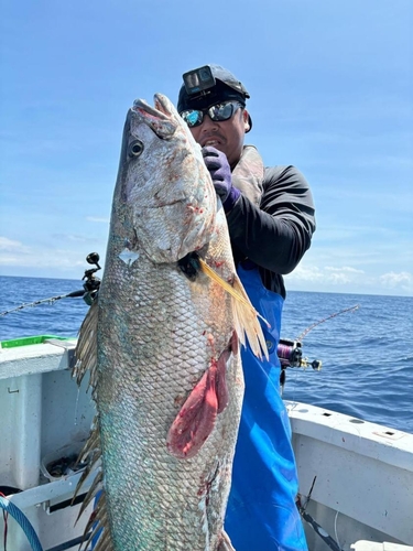 オオニベの釣果