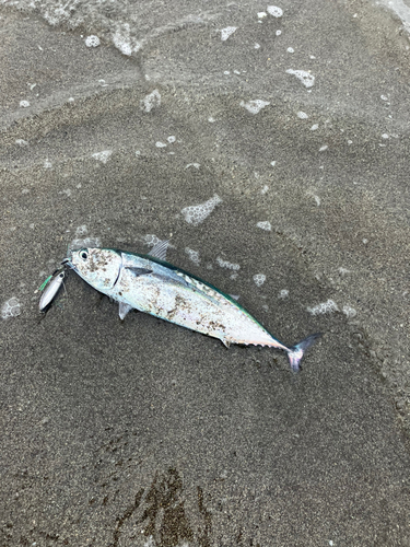 ソウダガツオの釣果