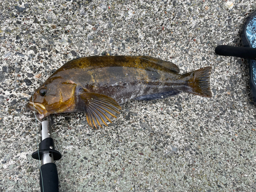 アイナメの釣果