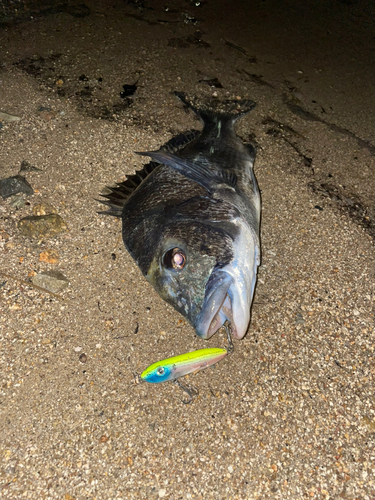 チヌの釣果