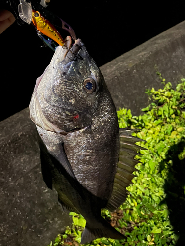 チヌの釣果