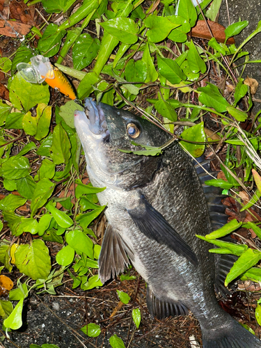 チヌの釣果