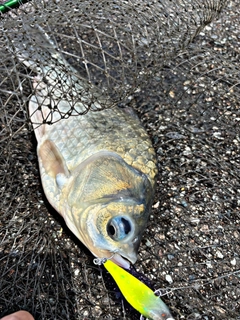 フナの釣果