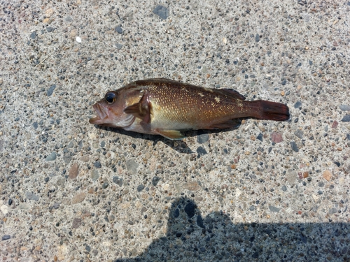 メバルの釣果