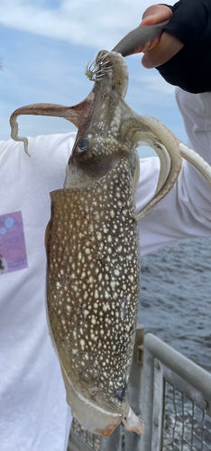 シリヤケイカの釣果