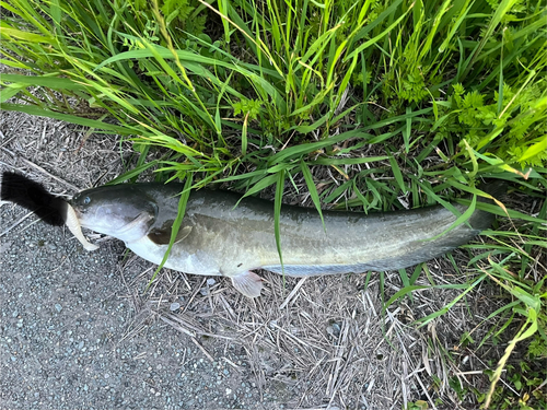 ナマズの釣果