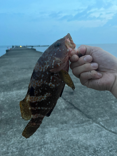 キジハタの釣果