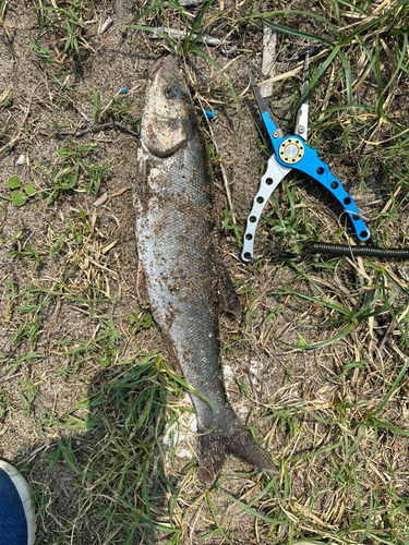 ウグイの釣果