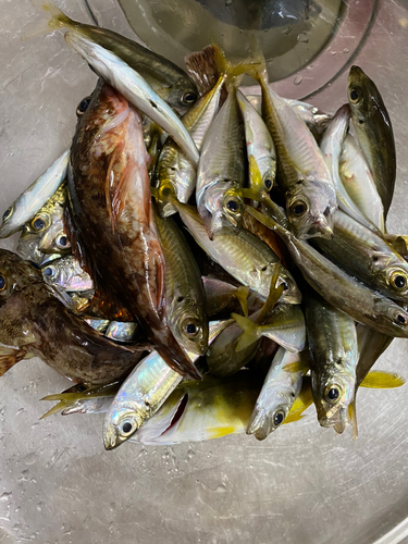 アジの釣果