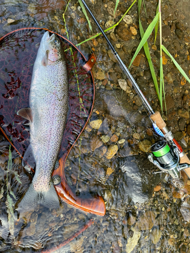 ニジマスの釣果