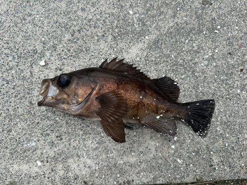 メバルの釣果