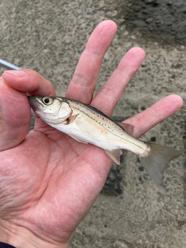 セイゴ（マルスズキ）の釣果