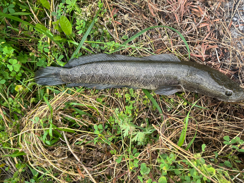 ライギョの釣果