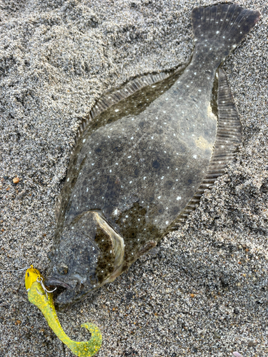 ソゲの釣果