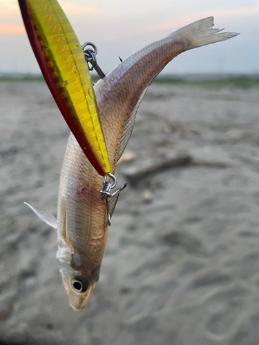 キスの釣果