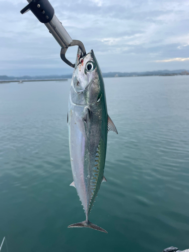 ソウダガツオの釣果