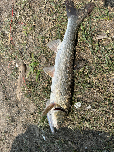 ウグイの釣果