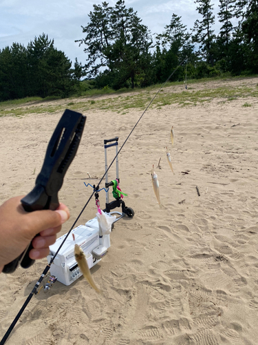 シロギスの釣果