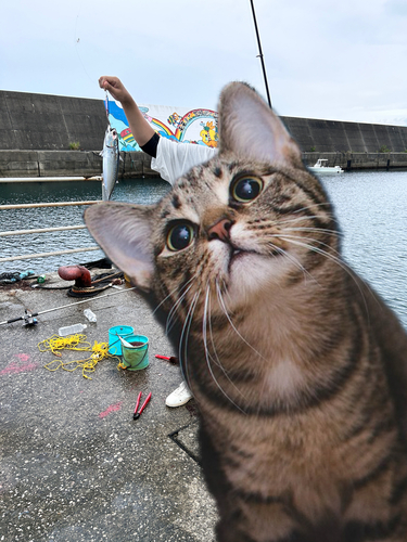 ソウダガツオの釣果