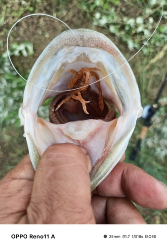 ブラックバスの釣果