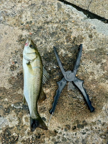 セイゴ（ヒラスズキ）の釣果