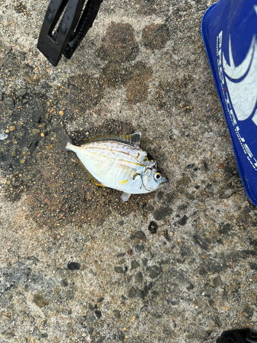 ヒラアジの釣果