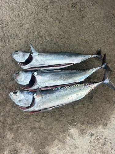 ソウダガツオの釣果