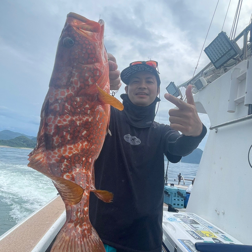 アコウの釣果