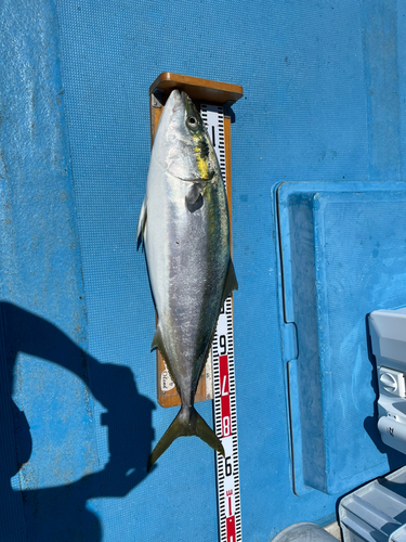 ブリの釣果