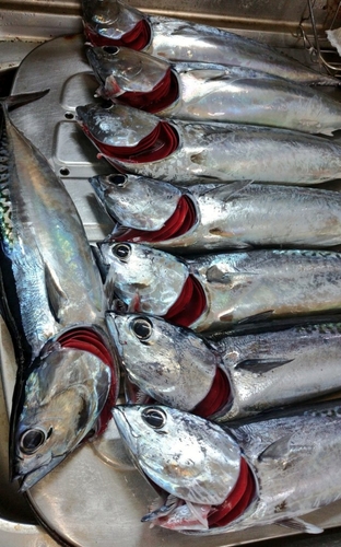 ソウダガツオの釣果