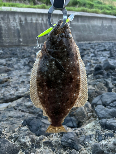 ヒラメの釣果