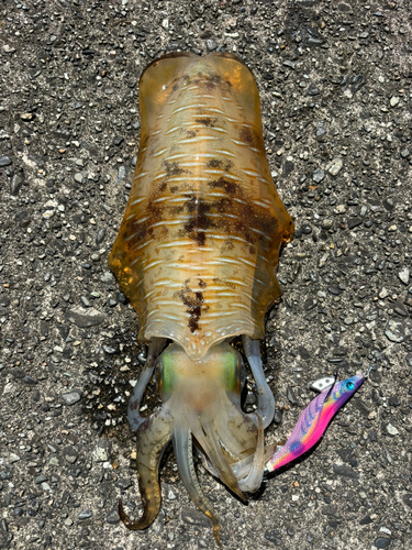 アオリイカの釣果